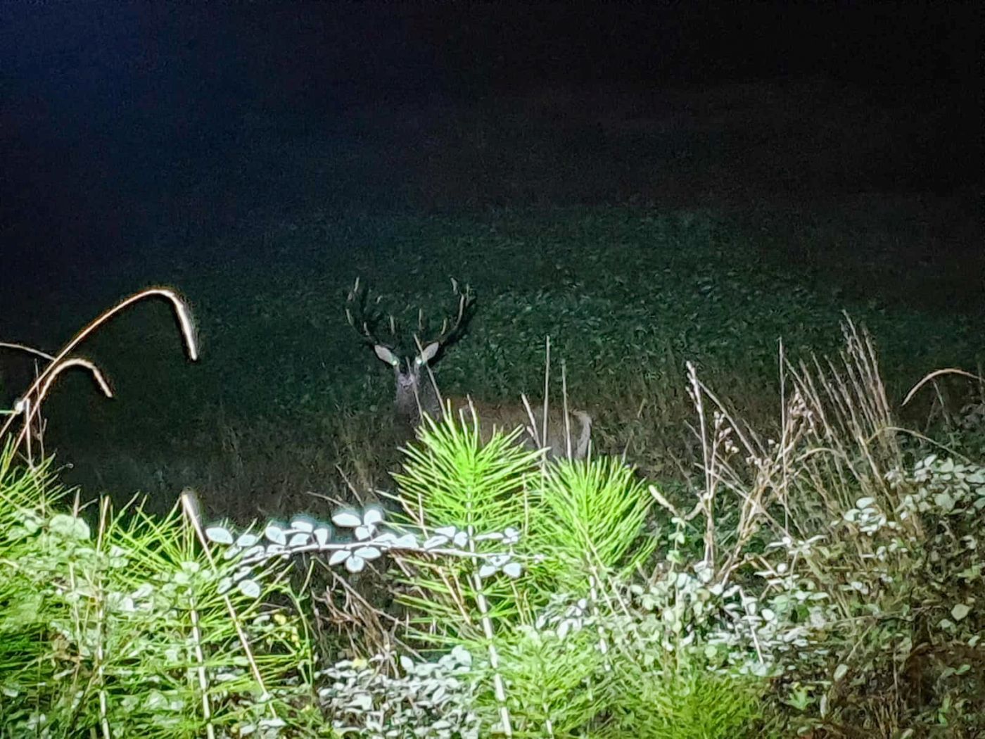 Cervo intrappolato in un giardino nella Val di Bisenzio: salvato e restituito al bosco